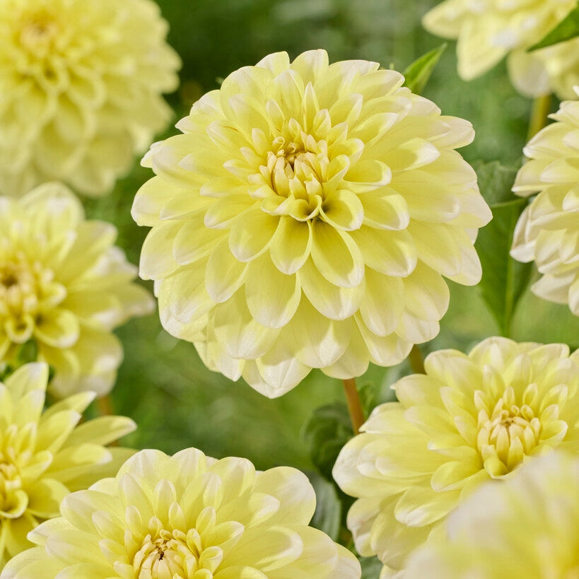 Dahlia Yellow Perception Dekorativ 1-pack NYHET